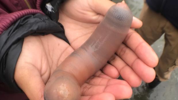 Invasión de peces pene en una playa de California