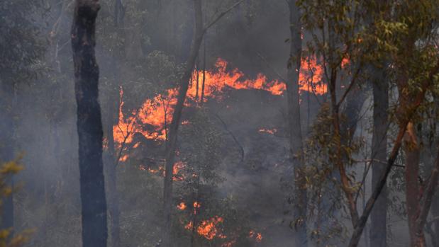 Los médicos australianos piden que se declare la emergencia sanitaria debido al humo de los incendios