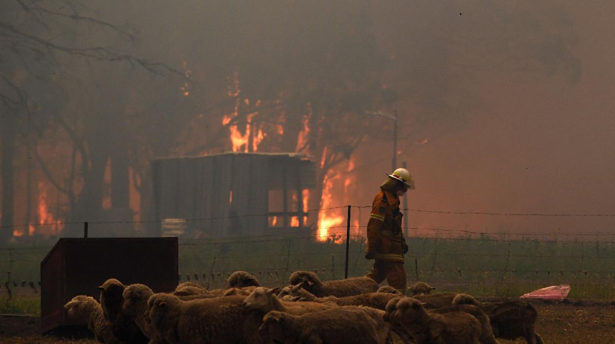 Un bombero rodeado de ovejas en Australia