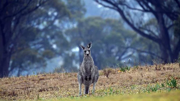 Los incendios de Australia ya han matado a más de 1.000 millones de animales