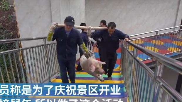 Un parque temático chino obliga a hacer puenting a un cerdo vivo para atraer a los visitantes