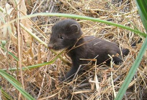 Los parques nacionales, ante el reto de poner coto a las especies invasoras