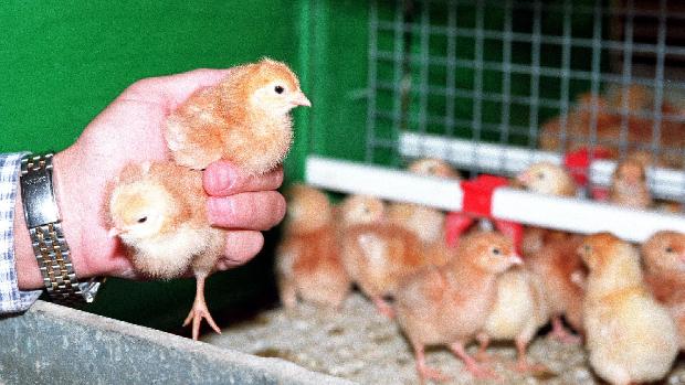 Francia prohíbe triturar pollitos vivos y castrar lechones sin anestesia