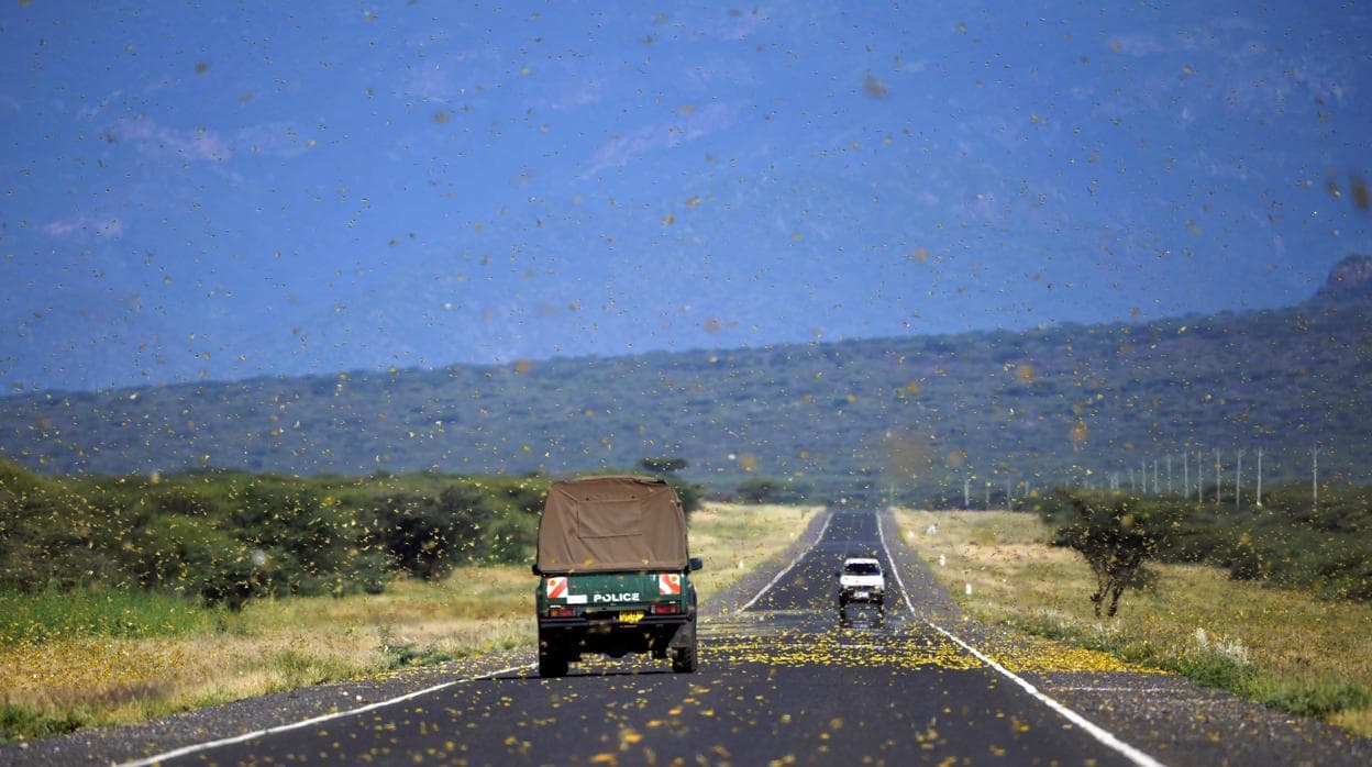 En esta foto de archivo tomada el 22 de enero de 2020, las langostas pululan por una carretera en la aldea de Lerata, cerca de Archers Post en el condado de Samburu, aproximadamente a 300 kilómetros al norte de la capital de Kenia, Nairobi