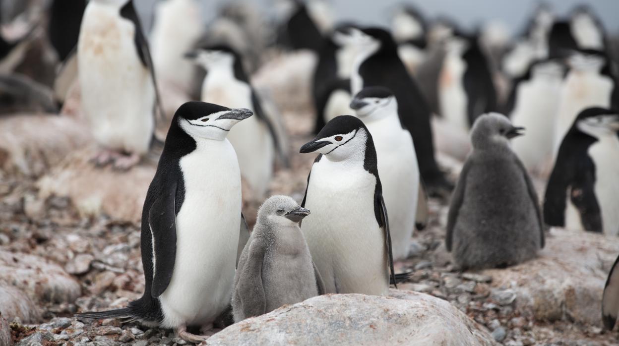 Pingüinos barbijo con una cría