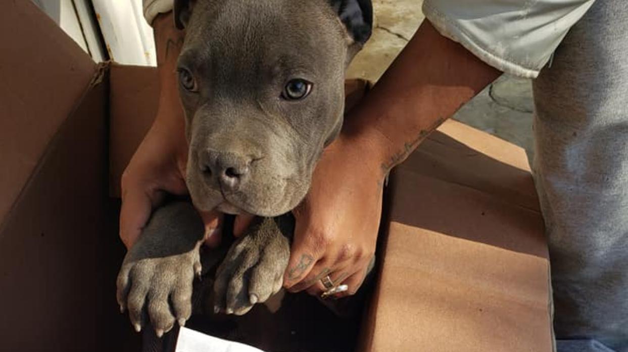 La devastadora historia de un niño que ha tenido que dejar a su perro en un refugio para que su padre no de pegue más