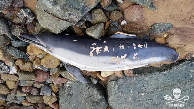 Un grupo de pescadores mutila a un delfín para intimidar a una ONG