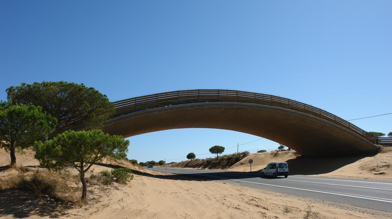 Puente en Matalascañas para facilitar el paso de los linces