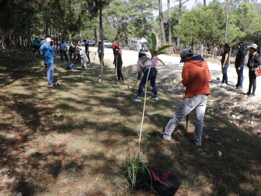 Replantación de especies arbóreas