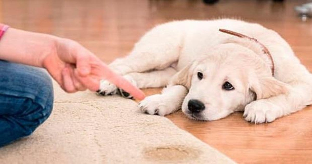 ¿Se hace pis su mascota en casa?