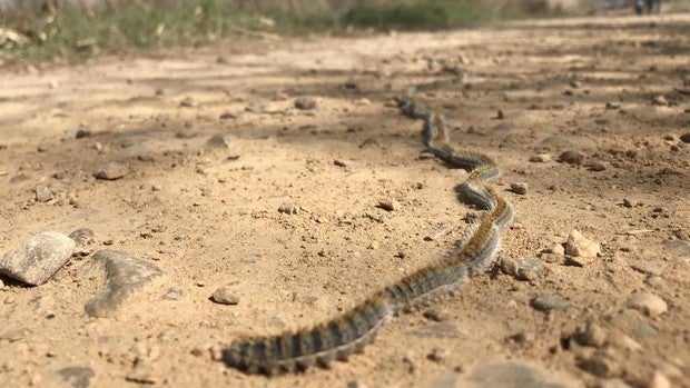 Procesionaria: la plaga forestal más tóxica se expande por España