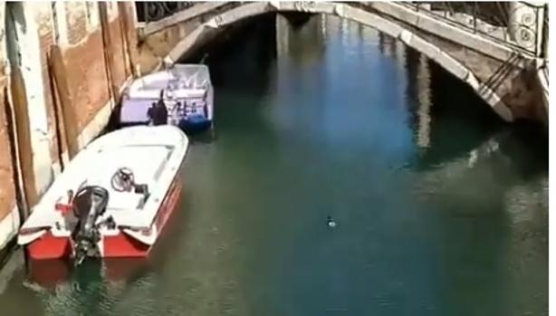 Así luce Venecia por el coronavirus: libre de contaminación, con agua clara y con peces