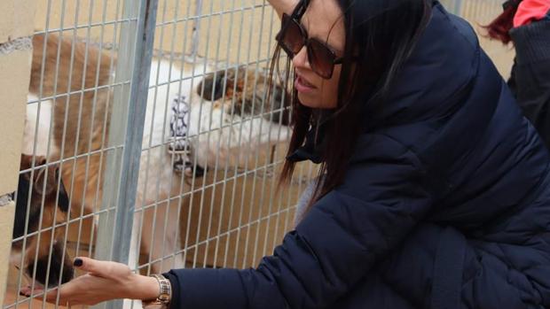 'Las protectoras vivimos de la caridad': el incierto futuro por la pandemia de los refugios de animales abandonados