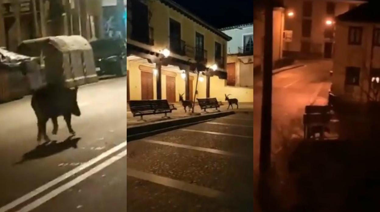 Animales paseando por ciudades y pueblos de España