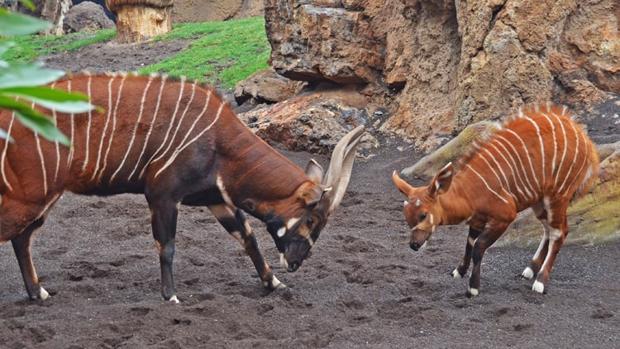 Nace un bongo oriental en Bioparc Valencia, una subespecie en peligro crítico de extinción