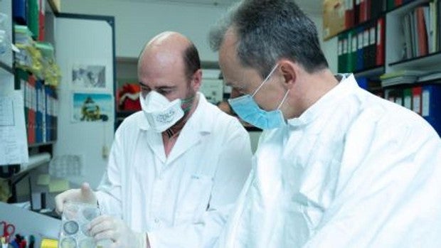 Investigadores españoles inician los ensayos de un candidato a vacuna contra el coronavirus