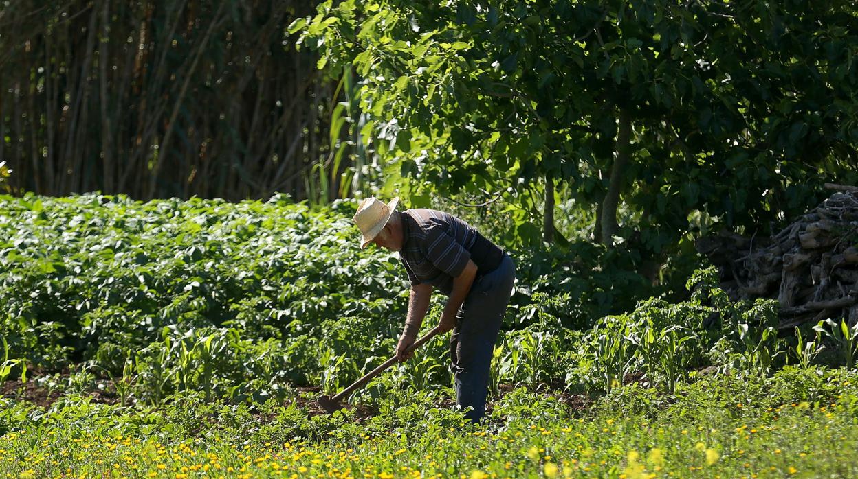 Agricultor en La Laguna (Tenerife)