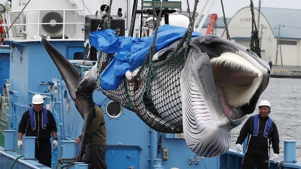 Se cancela la caza comercial de ballenas en Islandia por segundo año consecutivo