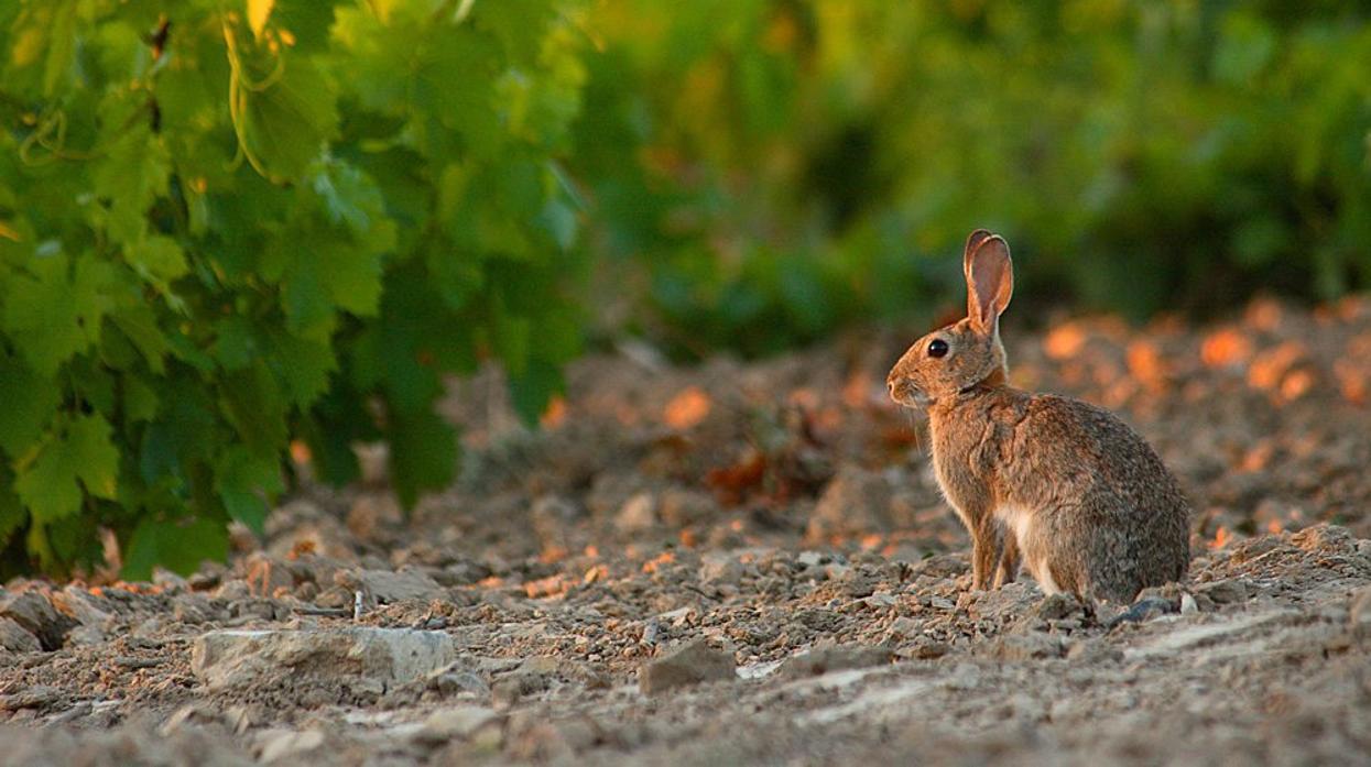 Un virus mortal que amenaza ahora a los conejos de EE.UU. está ya en varios estados