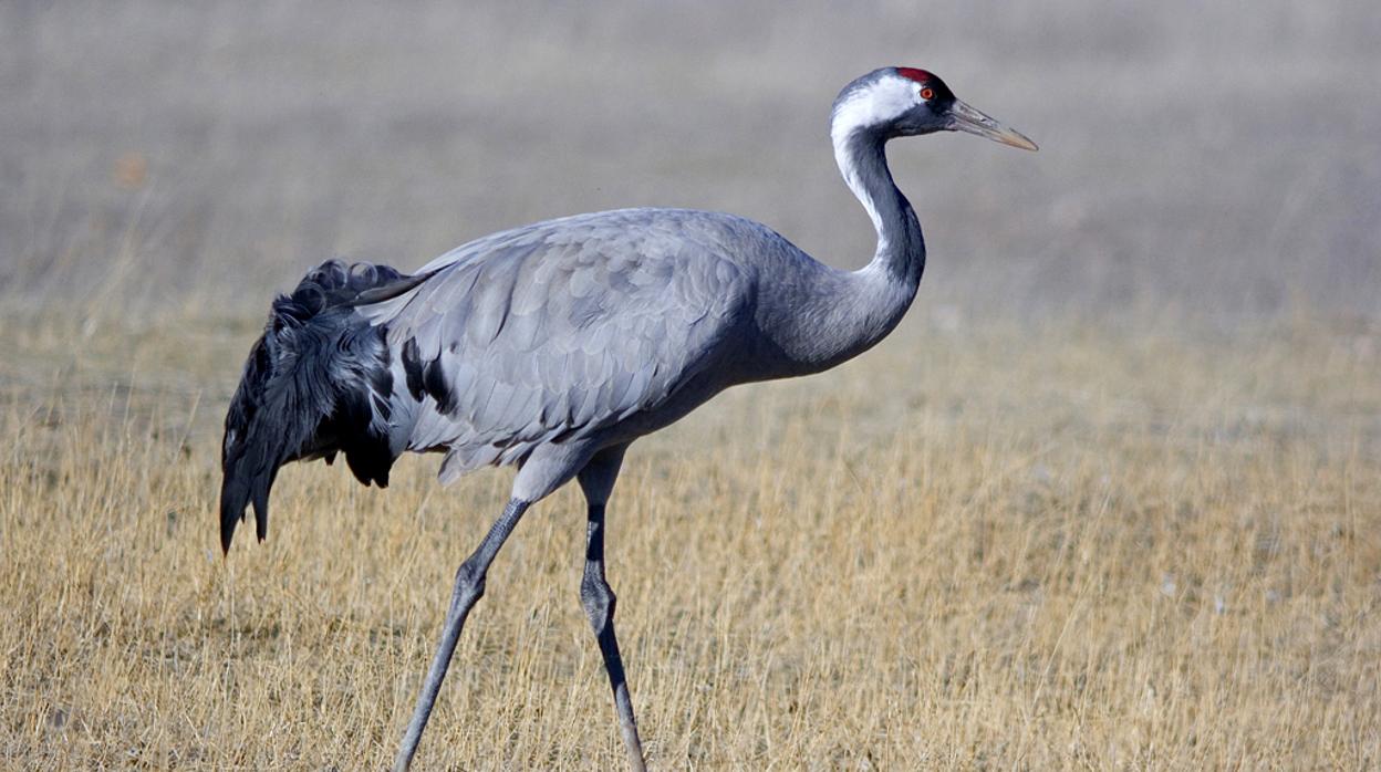 Grulla común