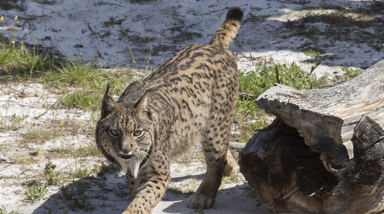 Imagen de archivo de un lince en Doñana