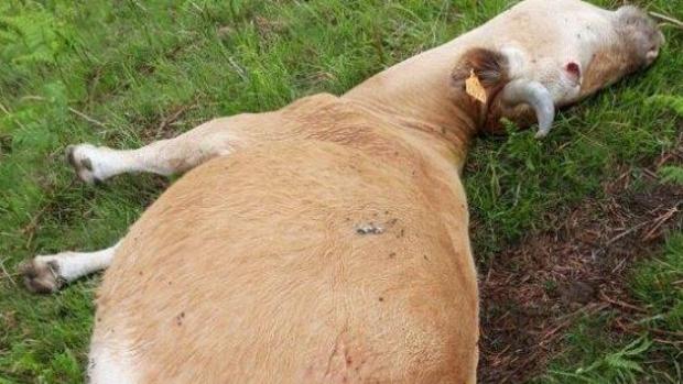 Investigado por matar en Navarra a una vaca en peligro de extinción porque «le molestaba»