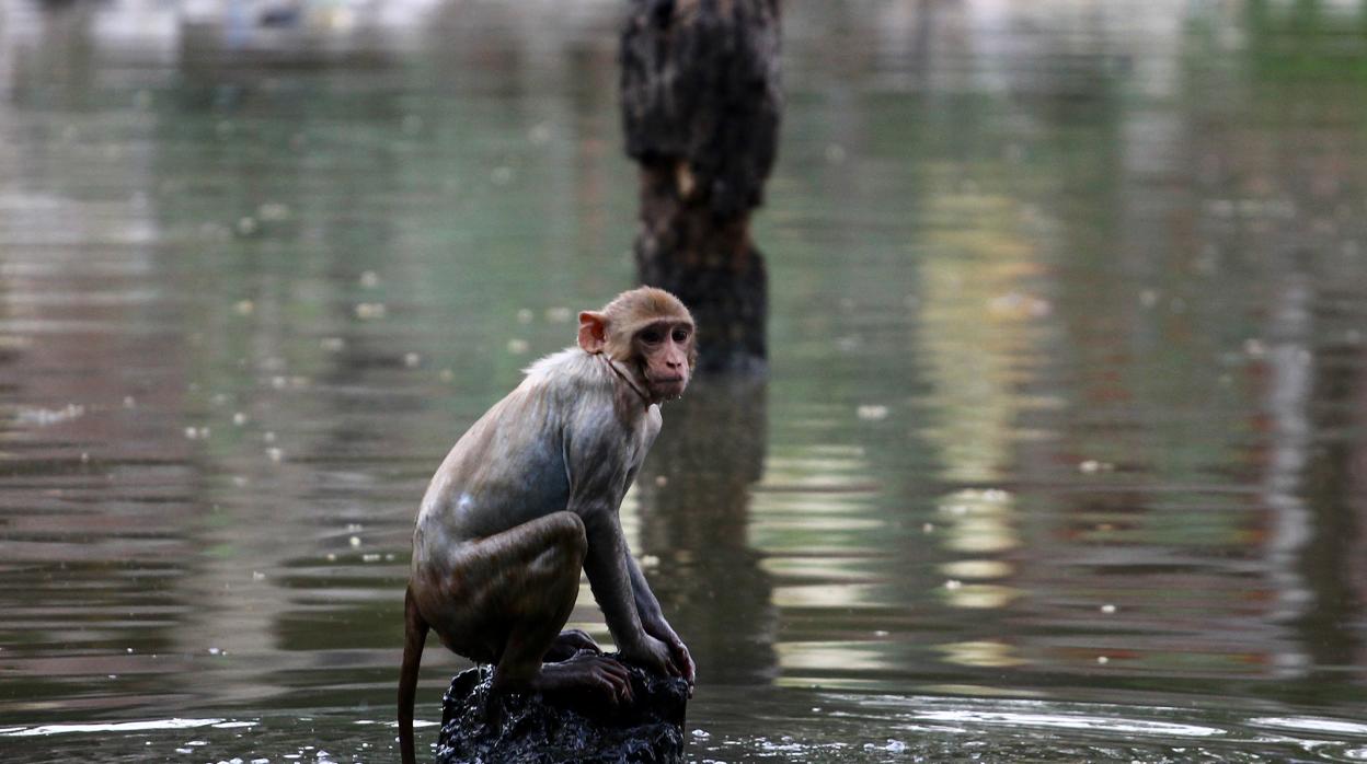 Un mono observa el agua sentado en una roca dentro de un estanque en Allahabad (India)