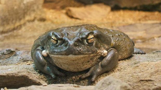 ¿En qué consiste el veneno del sapo bufo y el ritual por el que ha sido detenido Nacho Vidal?