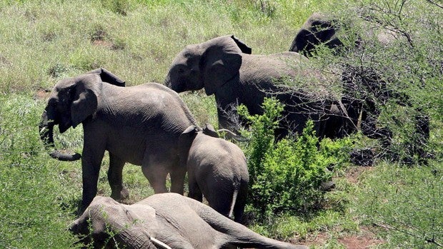 Un grupo de cazadores furtivos mata a seis elefantes de una misma reserva natural en un solo día