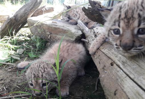 Rally, Risco y René, los tres cachorros de lince ibérico nacidos esta temporada en Cáceres