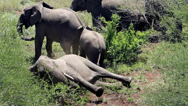 Una enfermedad desconocida mata a más de 150 elefantes en el delta de Okavango (Botsuana)