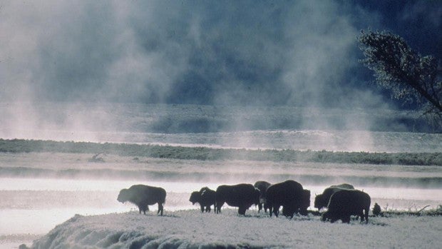 Varios bisontes atacan a una anciana que intentó hacerse fotos con ellos en el Parque Nacional de Yellowstone