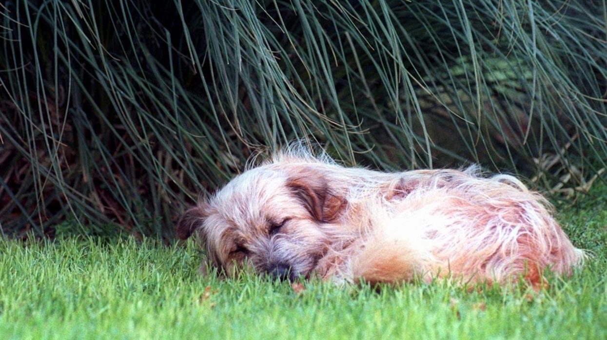 Cerca de 140.000 perros y gatos son abandonados a su suerte cada año