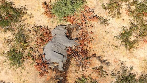 Una neurotoxina podría ser la responsable de la muerte de 300 elefantes en Botsuana