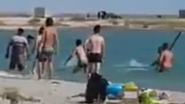 Turistas golpean a una foca hasta dejarla inconsciente para que los niños puedan fotografiarse con ella