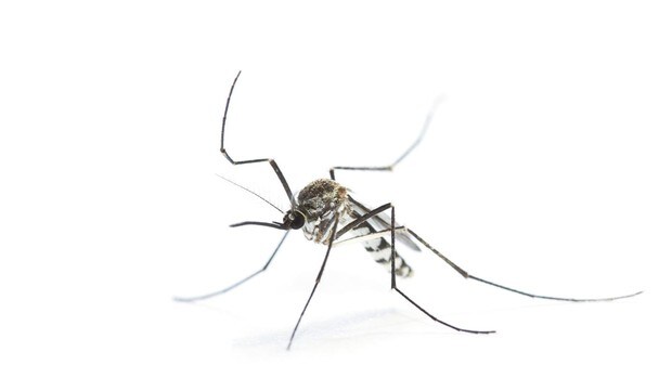 El dengue reaparece en Florida diez años después