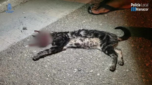 Detenidos dos jóvenes en la ciudad mallorquina de Manacor por torturar y matar a un gato
