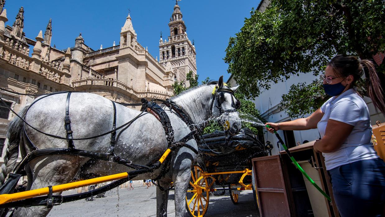 Una mujer refresca a un caballo en Sevilla