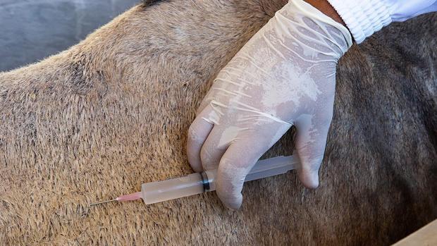 Brasil patenta un suero equino para el tratamiento del nuevo coronavirus