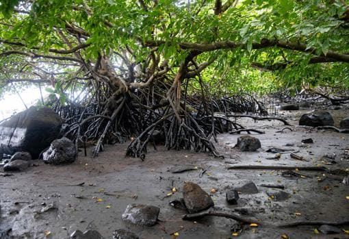 Isla Mauricio, el paraíso perdido por una mancha imborrable: «Nunca volverá a ser el mismo lugar»