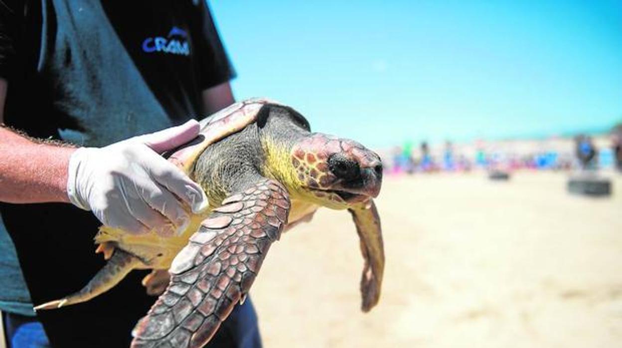 Localizan el cuarto nido de tortuga boba en el Delta de l&#039;Ebre (Tarragona) este verano