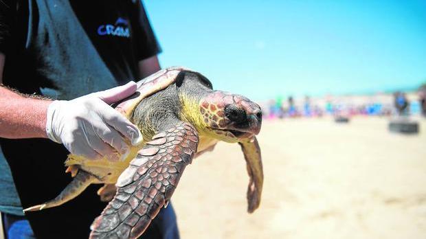 Localizan el cuarto nido de tortuga boba en el Delta de l'Ebre (Tarragona) este verano