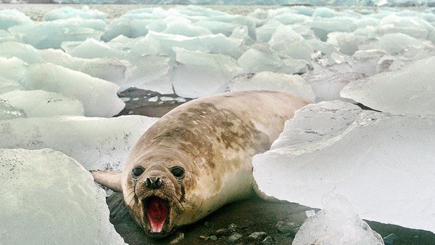 Hasta el 70% de las gigantescas plataformas de hielo de la Antártida están en riesgo de romperse