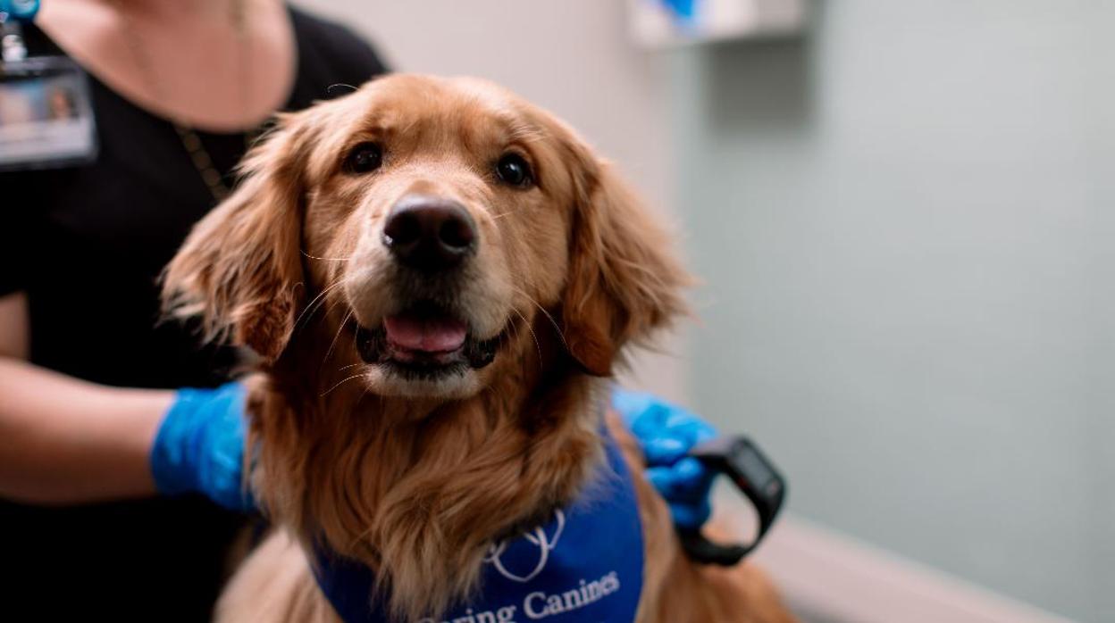 Veinte minutos de terapia con perros puede ayudar a los pacientes con fibromialgia