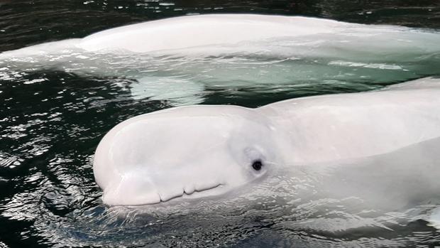 En vídeo: Dos ballenas beluga rehabilitadas disfrutan de su primer baño en aguas abiertas