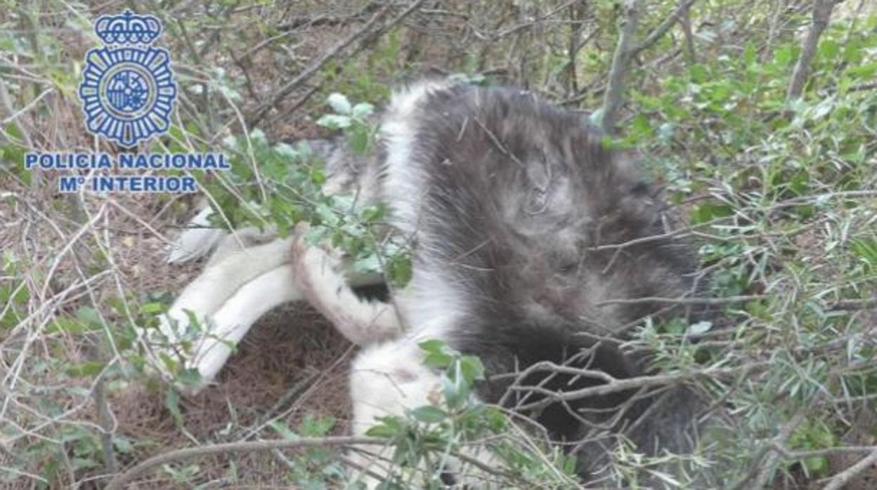 El animal maltratado, sobre estas líneas, estaba entre unos matorrales