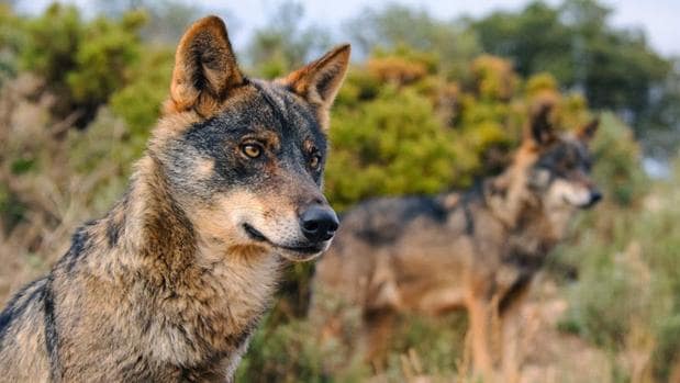 Suiza rechaza en una ajustada votación la caza legal de lobos