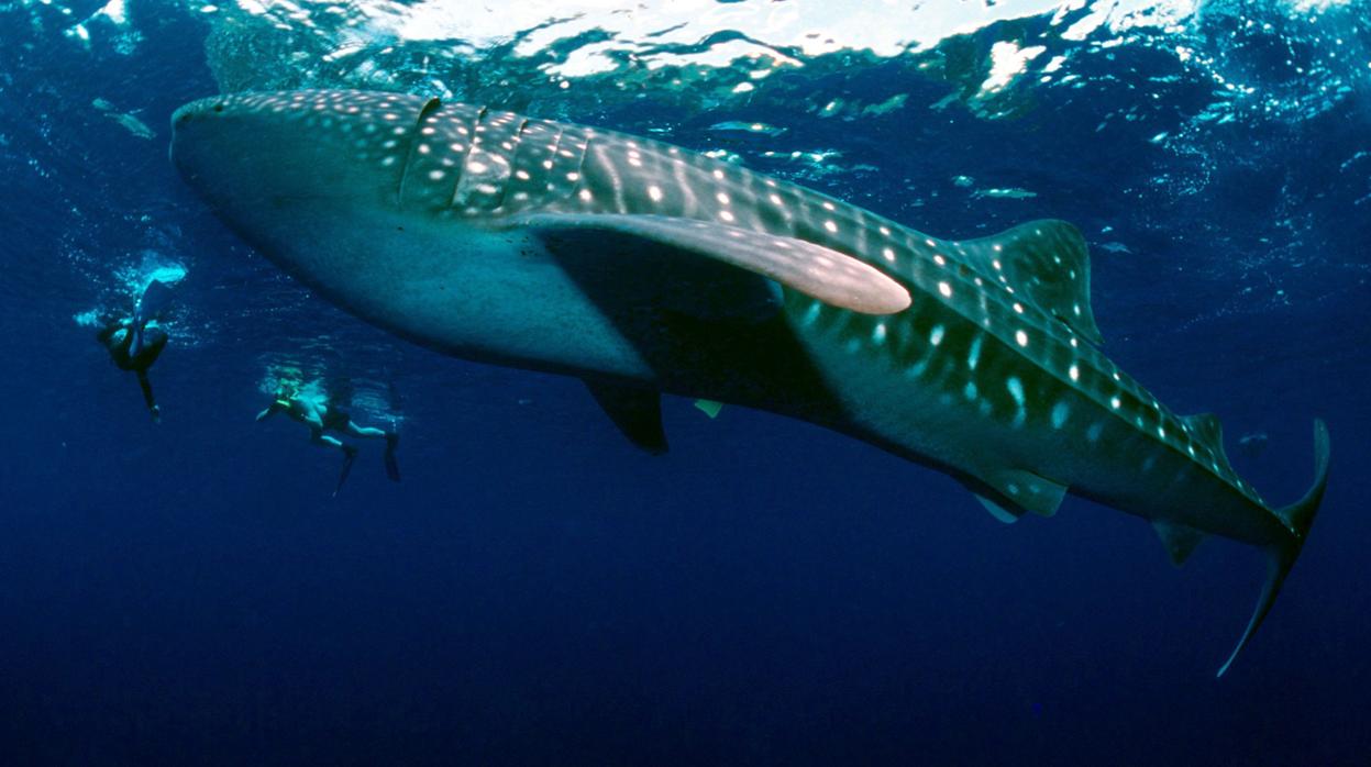 El tiburón ballena, en una imagen de archivo en aguas de Filipinas