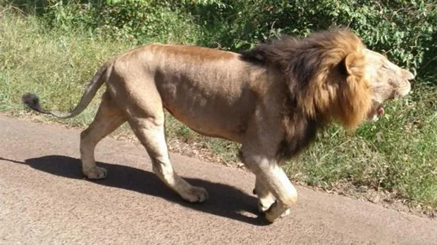 Las autoridades de Sudáfrica matan a tiros a siete leones que escaparon del  Parque Nacional Karoo