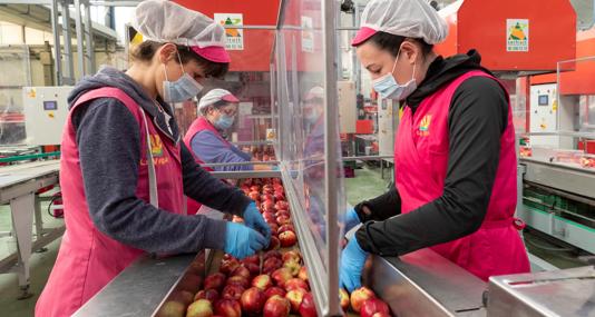 Varias trabajadoras de una cooperativa agraria de Cieza separadas por mamparas, con guantes y mascarilla, para protegerse del coronavirus